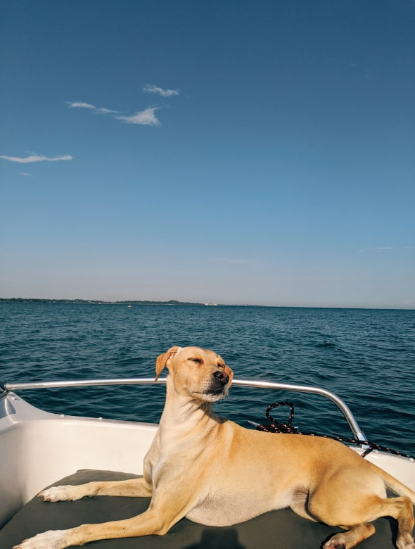 Dog on yacht charter