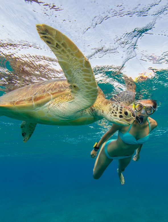 Snorkelling with marine life on yacht charter