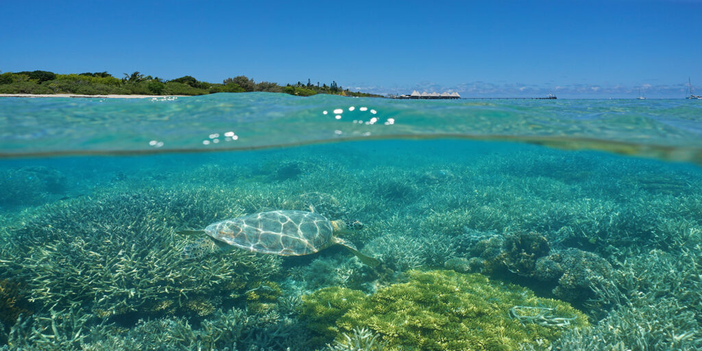 Turtle swimming above the reef